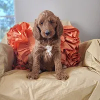 Elsie , a female Goldendoodle for sale in Tulsa, OK – 5 of 6