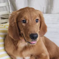 Shandy Ann, a female Golden Retriever for sale in Tulsa, OK – 2 of 5