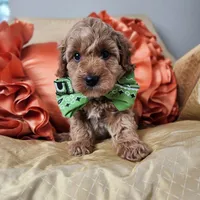 Sam, a male Miniature Goldendoodle for sale in Tulsa, OK – 10 of 10