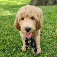 Jack, a male Goldendoodle for sale in Tulsa, OK – 6 of 9