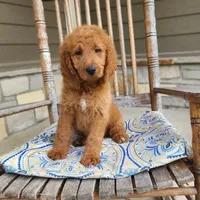 Sadie, a female Goldendoodle for sale in Tulsa, OK – 3 of 10