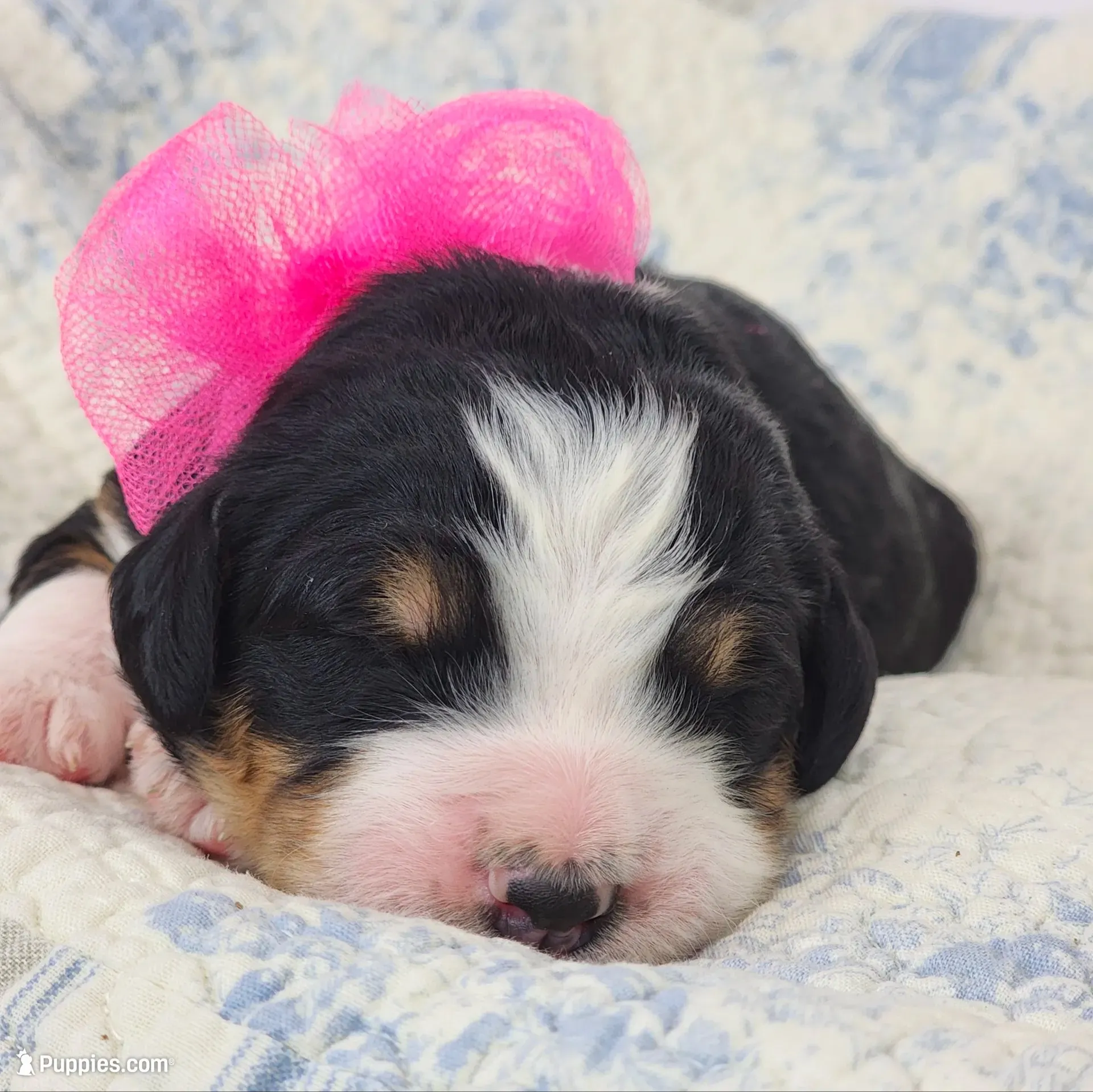 Delilah , a female Bernedoodle for sale in Tulsa, OK – 1 of 3