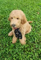 Jack, a male Goldendoodle for sale in Tulsa, OK – 2 of 9