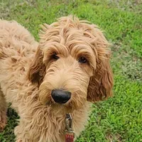 Bo, a male Goldendoodle for sale in Tulsa, OK – 3 of 10