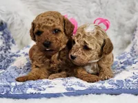 Maddie, a female Miniature Goldendoodle for sale in Tulsa, OK – 3 of 3