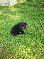 Milly, a female Border Collie and Labrador Retriever for sale in Tulsa, OK – 7 of 10