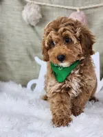 Sam, a male Miniature Goldendoodle for sale in Tulsa, OK – 6 of 10