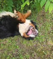 Claire, a female Bernese Mountain Dog for sale in Tulsa, OK – 5 of 5