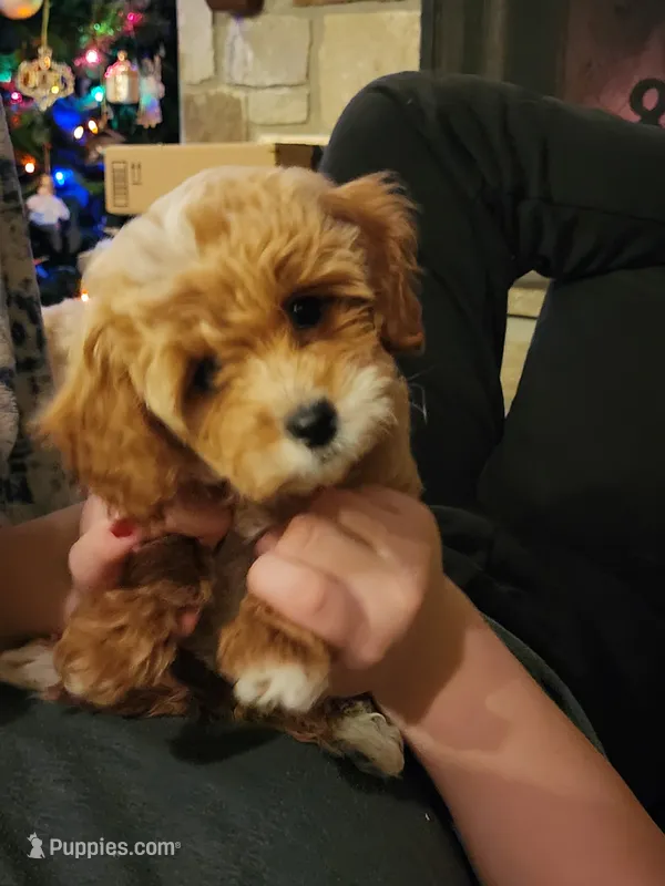 Willow – Miniature Goldendoodle puppy for sale in Tulsa, OK