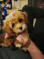 Willow, a  Miniature Goldendoodle for sale in Tulsa, OK – 1 of 10