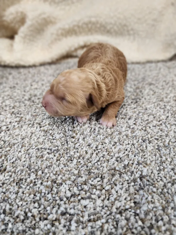 Willow – Miniature Goldendoodle puppy for sale in Tulsa, OK
