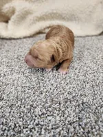 Willow, a female Miniature Goldendoodle for sale in Tulsa, OK – 1 of 4