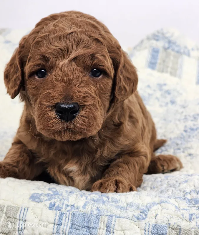 Rex – Miniature Goldendoodle puppy for sale in Tulsa, OK