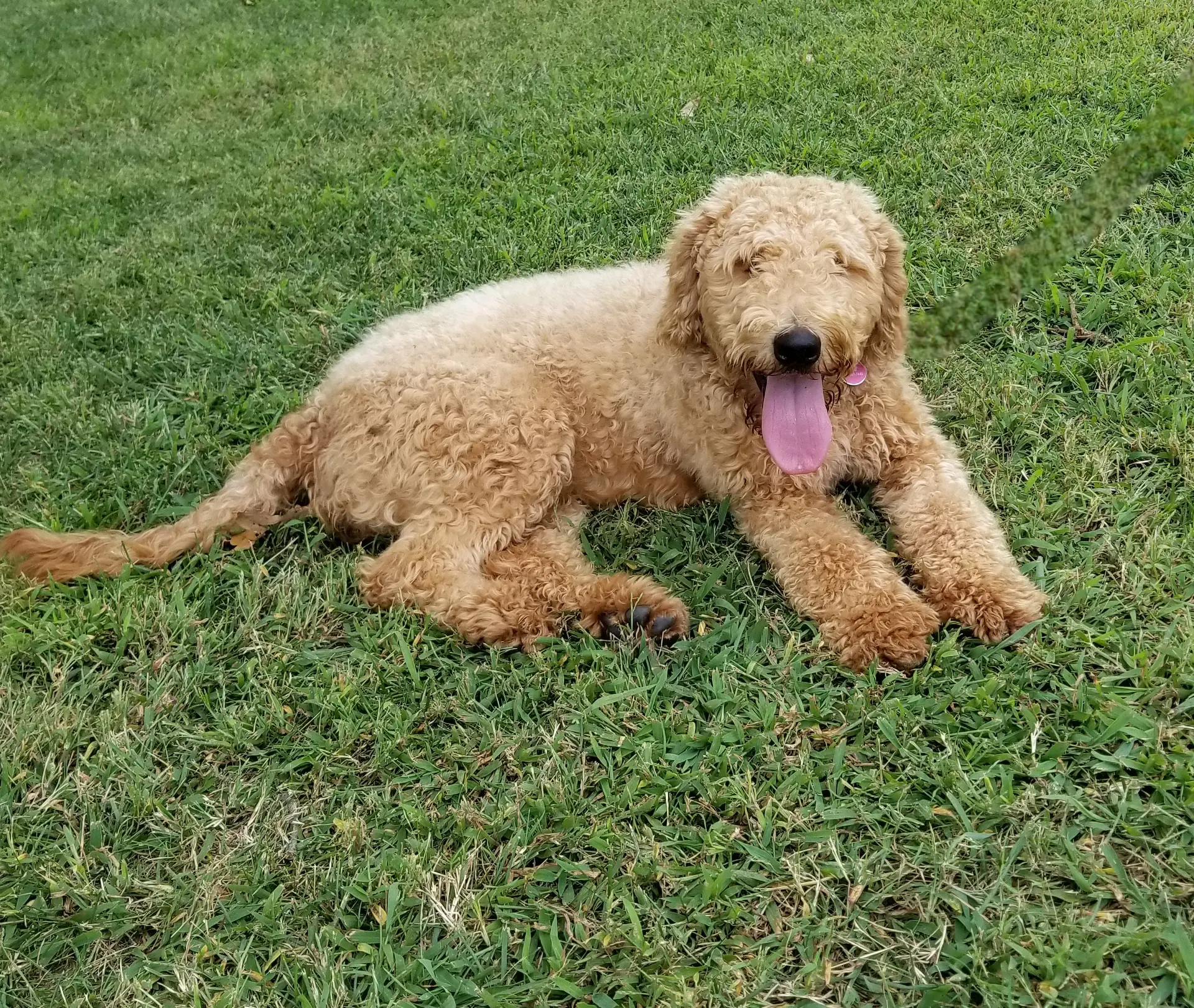 Zoe, a female Goldendoodle for sale in Tulsa, OK – 8 of 10