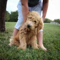Zoe, a female Goldendoodle for sale in Tulsa, OK – 10 of 10