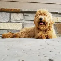 Zoe, a female Goldendoodle for sale in Tulsa, OK – 9 of 10