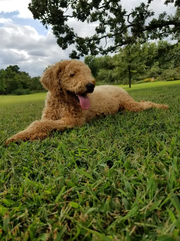 Zoe – Goldendoodle puppy for sale in Tulsa, OK