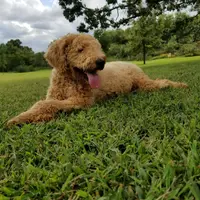 Zoe, a female Goldendoodle for sale in Tulsa, OK – 1 of 10