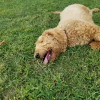 Zoe, a female Goldendoodle for sale in Tulsa, OK – 7 of 10