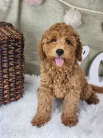 Rosie, a female Miniature Goldendoodle for sale in Tulsa, OK – 7 of 10
