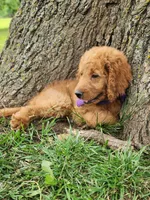 Sadie, a female Goldendoodle for sale in Tulsa, OK – 6 of 10
