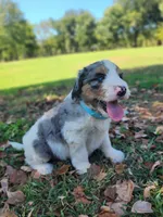 Birdie, a female Bernedoodle for sale in Tulsa, OK – 5 of 5