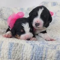 Delilah , a female Bernedoodle for sale in Tulsa, OK – 2 of 3