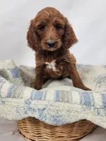 Elsie , a female Goldendoodle for sale in Tulsa, OK – 6 of 6