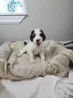 Baxter, a  Bernedoodle for sale in Tulsa, OK – 3 of 9