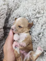 Willy, a male Miniature Goldendoodle for sale in Tulsa, OK – 9 of 9