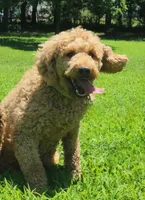 Zoe, a female Goldendoodle for sale in Tulsa, OK – 2 of 10