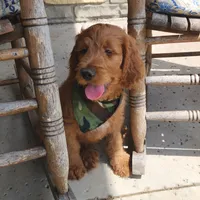 Hank, a male Goldendoodle for sale in Tulsa, OK – 5 of 10