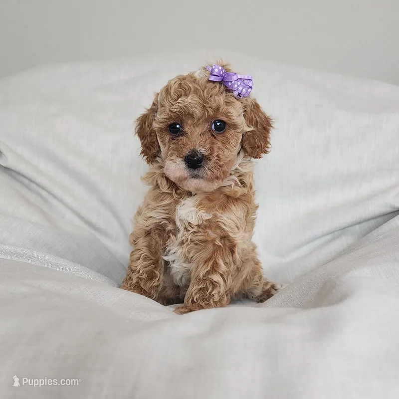 Maddie – Miniature Goldendoodle puppy for sale in Tulsa, OK