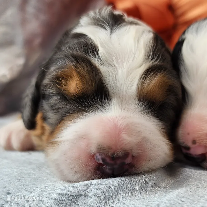 Dexter – Bernedoodle puppy for sale in Tulsa, OK
