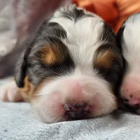 Dexter, a male Bernedoodle for sale in Tulsa, OK – 1 of 1