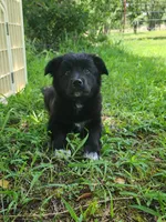 Milly, a female Border Collie and Labrador Retriever for sale in Tulsa, OK – 4 of 10