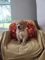 Lainey, a  Golden Retriever for sale in Tulsa, OK – 6 of 8