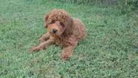 Rex, a male Miniature Goldendoodle for sale in Tulsa, OK – 2 of 8