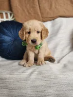 Lainey, a  Golden Retriever for sale in Tulsa, OK – 3 of 8