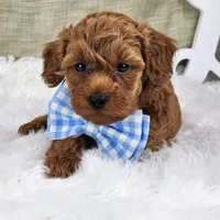 Benny, a male Miniature Goldendoodle for sale in Tulsa, OK – 9 of 10