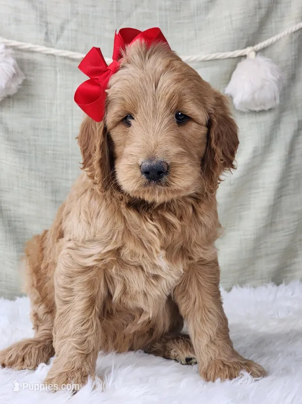 Ellie – Goldendoodle puppy for sale in Tulsa, OK