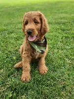 Hank, a male Goldendoodle for sale in Tulsa, OK – 8 of 10