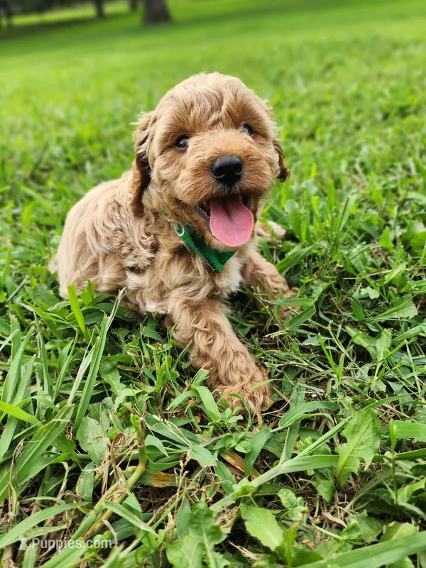 Sam – Miniature Goldendoodle puppy for sale in Tulsa, OK