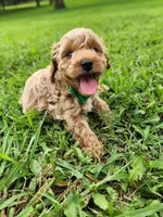 Sam, a male Miniature Goldendoodle for sale in Tulsa, OK – 8 of 10