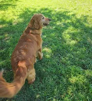 Maggie, a female Golden Retriever for sale in Tulsa, OK – 3 of 10