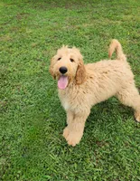 Bronco, a male Goldendoodle for sale in Tulsa, OK – 8 of 8