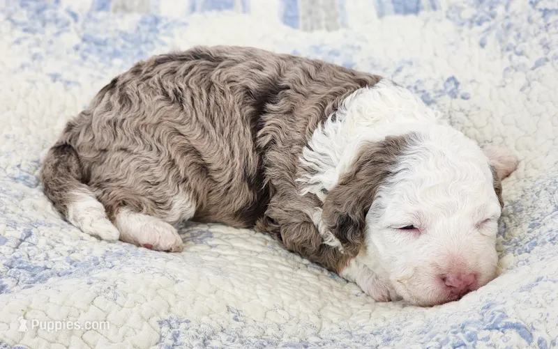 Scarlett – Miniature Bernedoodle puppy for sale in Tulsa, OK