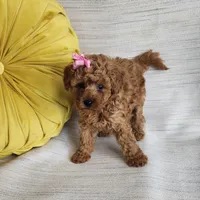 Macy, a female Miniature Goldendoodle for sale in Tulsa, OK – 4 of 8