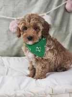 Sam, a male Miniature Goldendoodle for sale in Tulsa, OK – 3 of 10