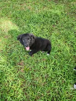 Milly, a female Border Collie and Labrador Retriever for sale in Tulsa, OK – 3 of 10
